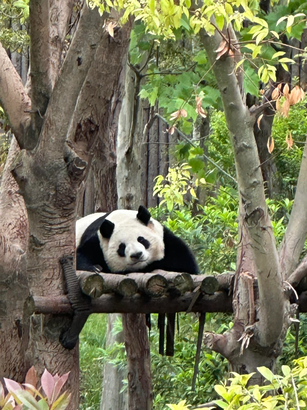 分享决窍“微信小程序熊猫麻将有没有挂卖”(原来真的有挂)-知乎 
