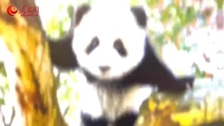 厉害了!熊猫麻将开挂神器是真的吗”-太坑了原来有挂