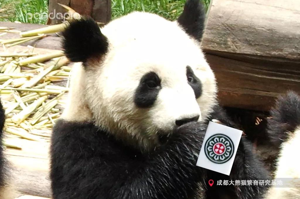 (2分钟介绍)“熊猫麻将开挂怎么识别”详细教程辅助工具