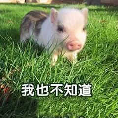 重大通报“小猪对对碰究竟有挂吗”确实有挂