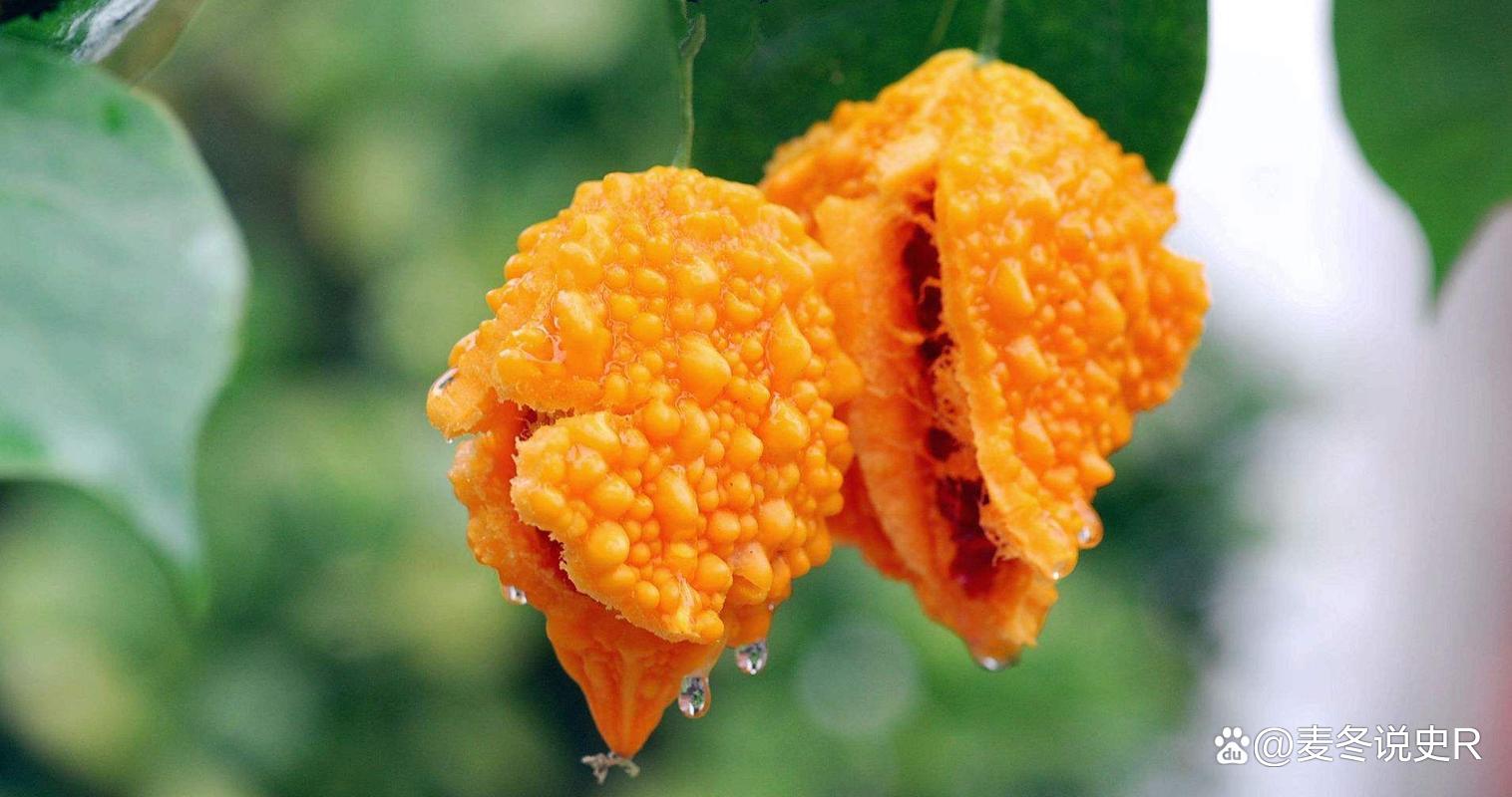 重大发现“789大菠萝果然确实有挂”(原来真的有挂)-知乎
