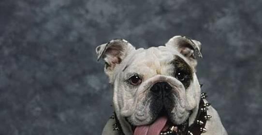 斗牛犬的遗传规律（斗牛犬的遗传规律图片）