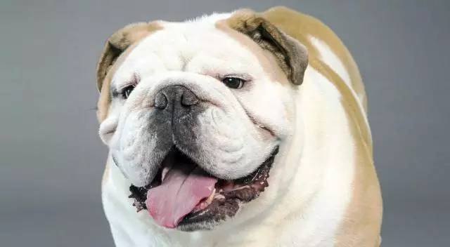 斗牛犬的遗传规律（斗牛犬的遗传规律图片）