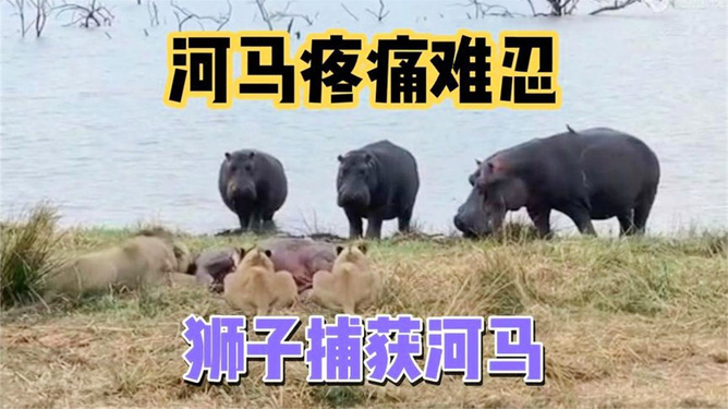 新河马互娱可以透视吗（河马游戏科技有限公司）