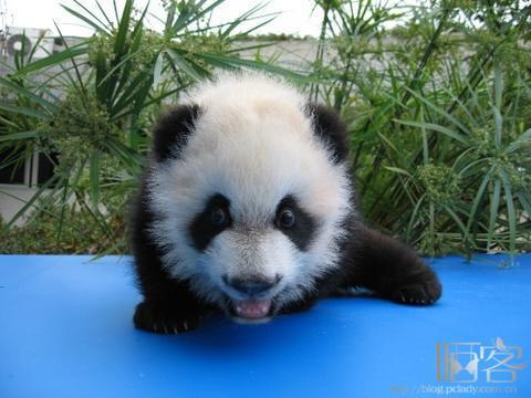 实测分享“熊猫游戏开挂方法!其实确实有挂