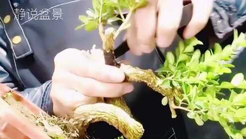 3分钟教你科普“打怀化红拐弯有没有开挂方法教程—真实可以装挂