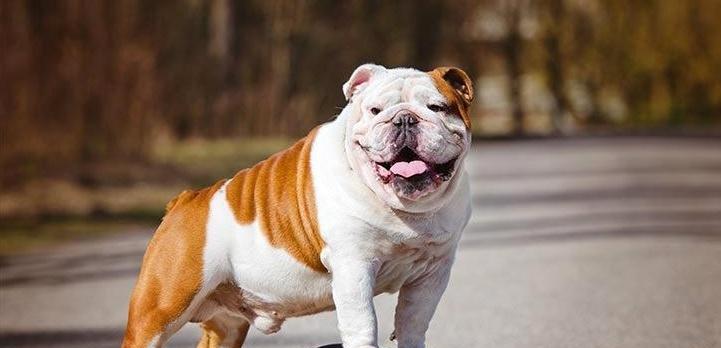 斗牛犬生活规律（斗牛犬的生活方式）