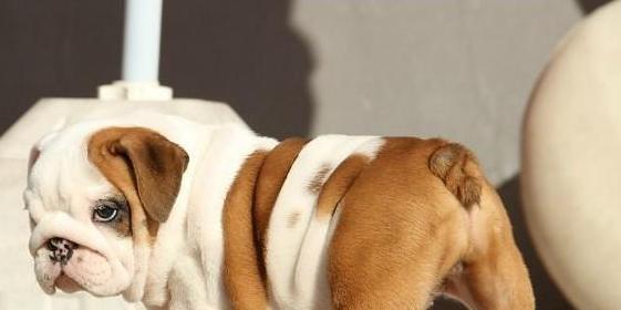 斗牛犬生活规律（斗牛犬的生活方式）