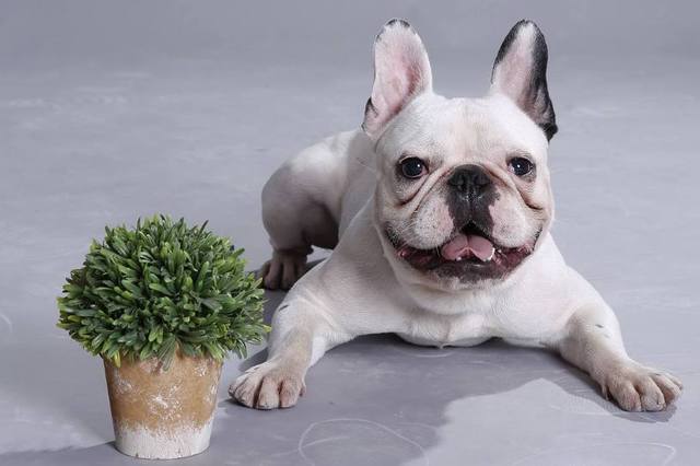 斗牛犬生活规律（斗牛犬的生活方式）